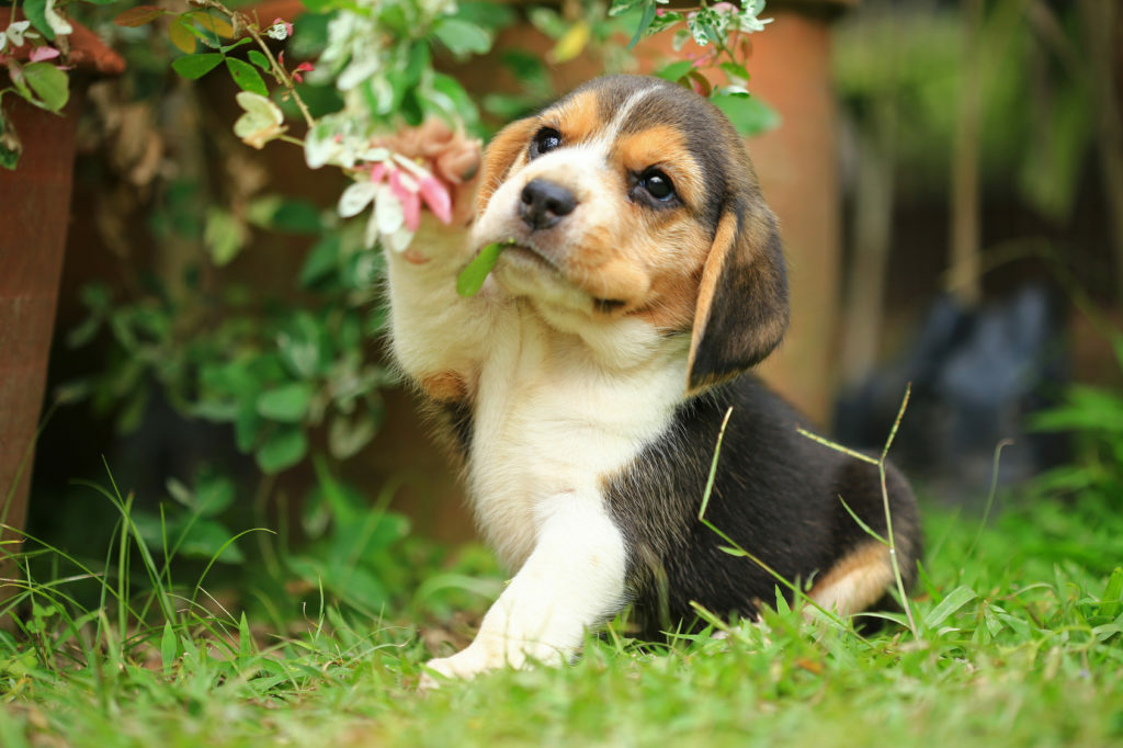 Beagle - en jakthund med mycket bra luktsinne zooplus Magasin