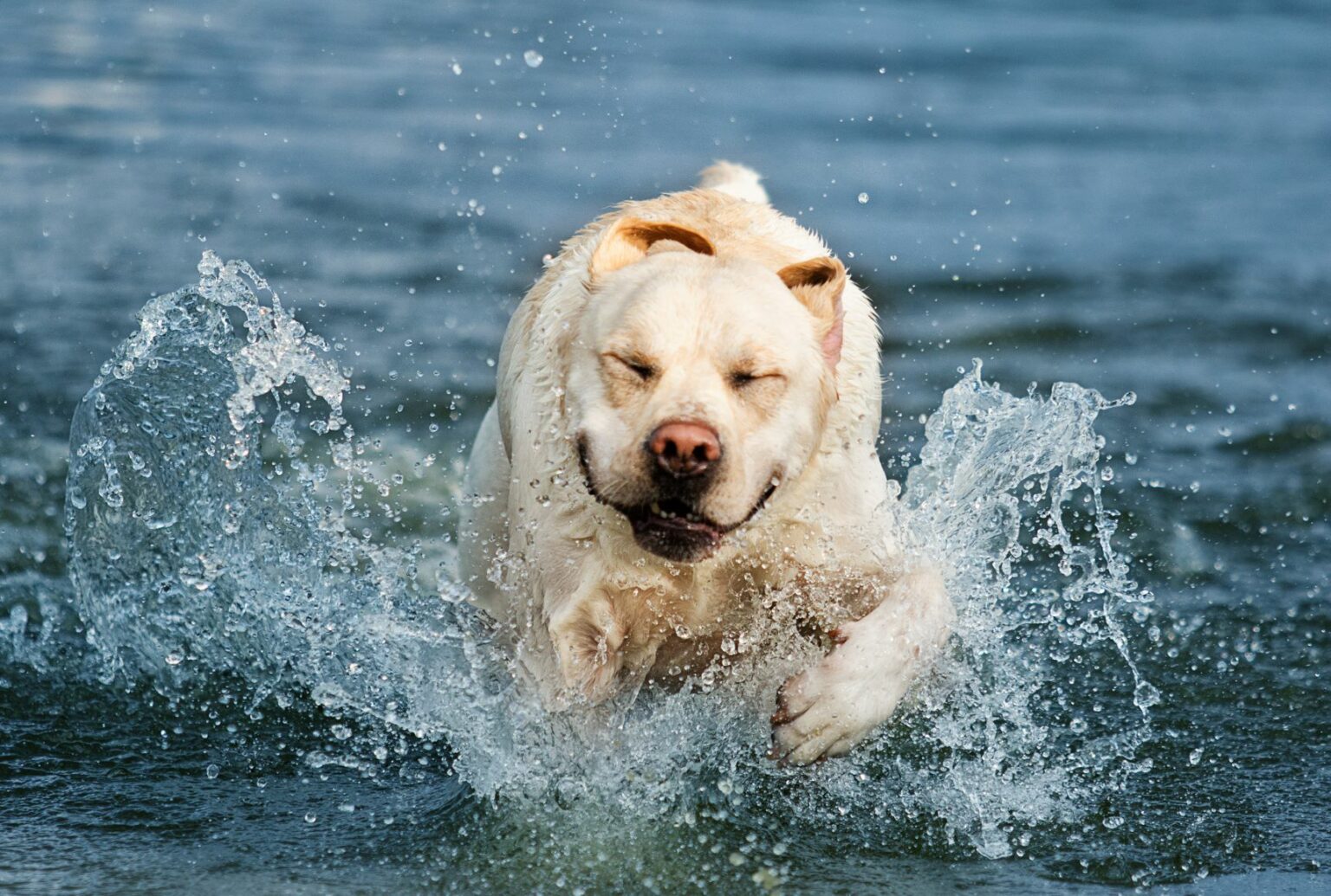 överviktig labrador i vatten