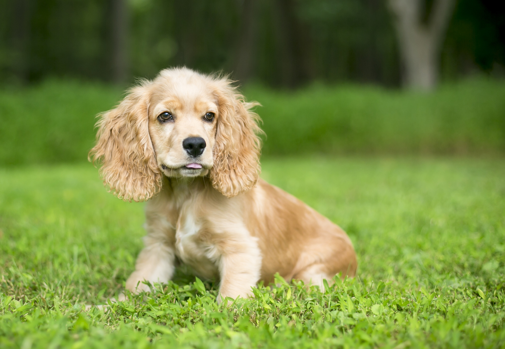 engelsk cocker spaniel valp