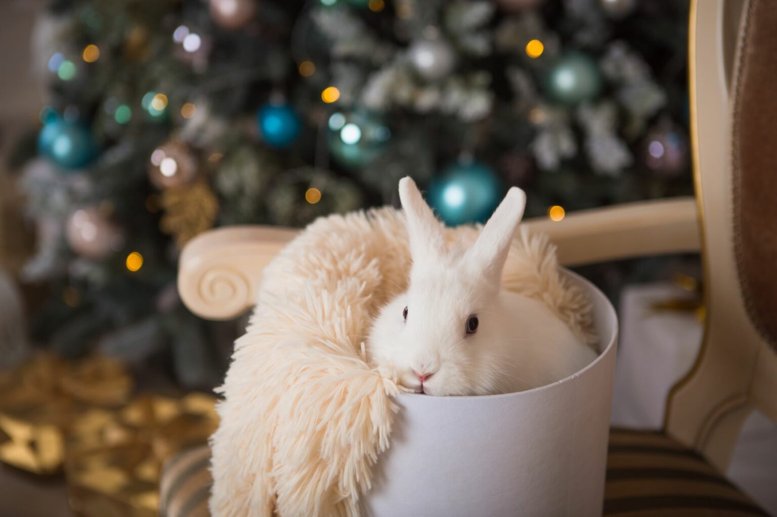 jul för kaniner