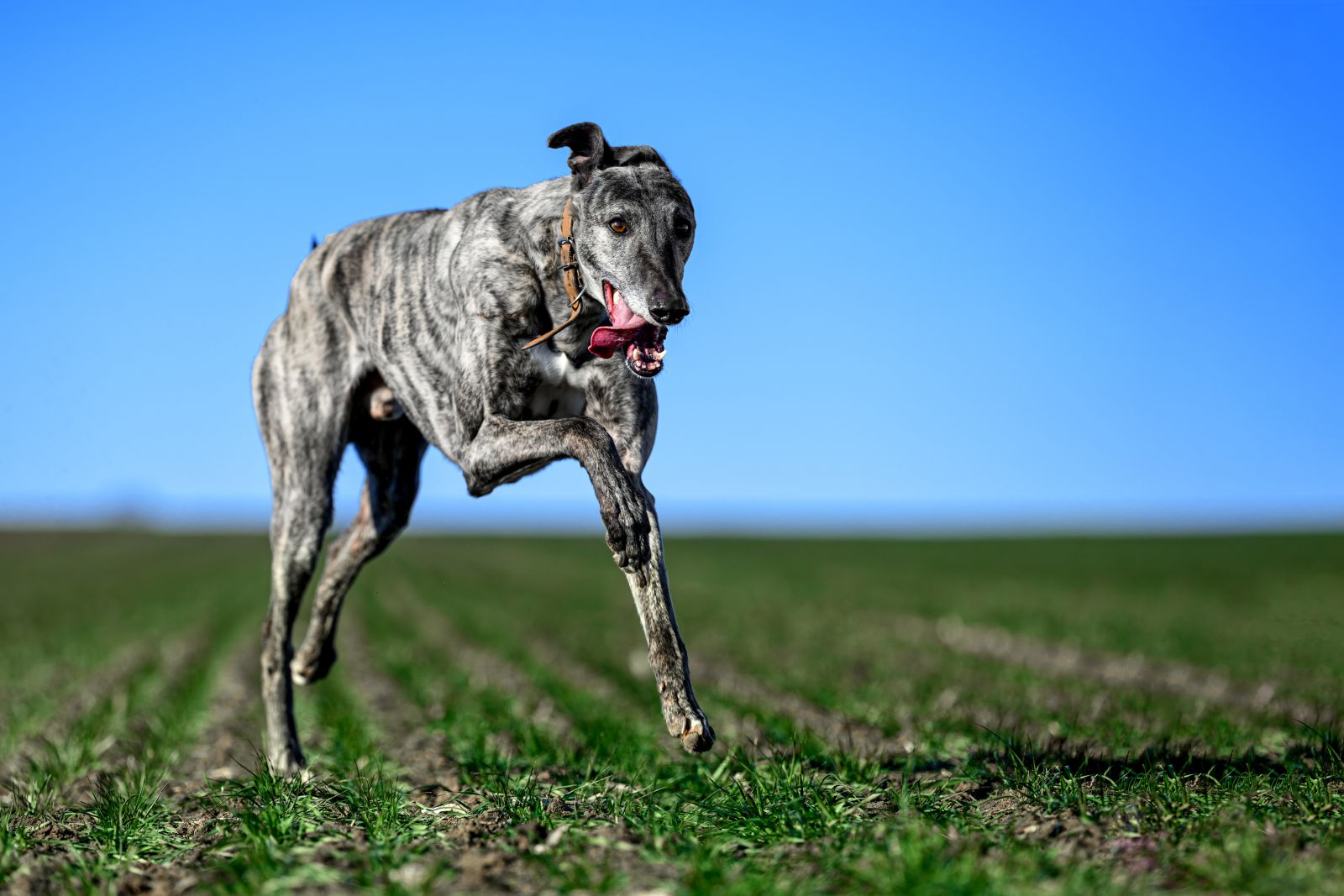 Greyhound springer