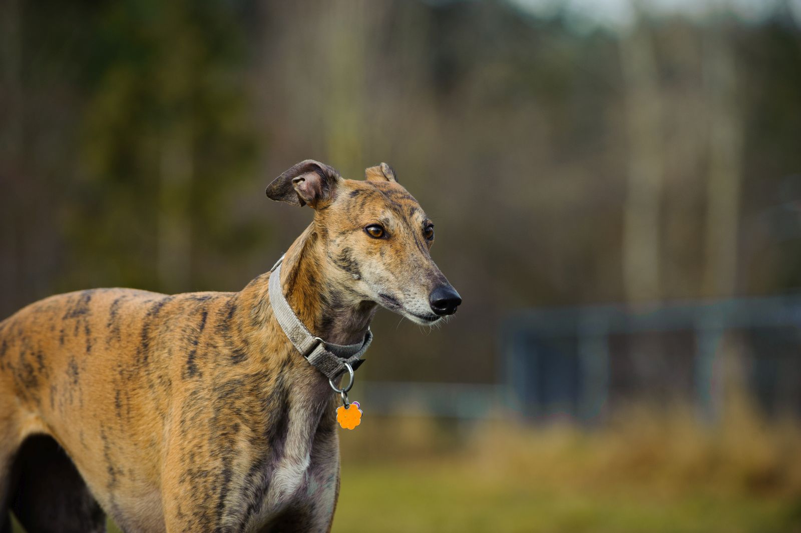 Greyhound står ståtligt på fältet