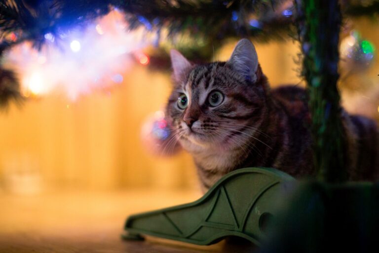 Katze versteckt sich an Silvester