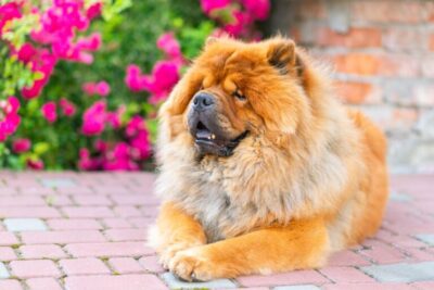 Chow Chow - Med Bilder & Information | Zooplus Magasin